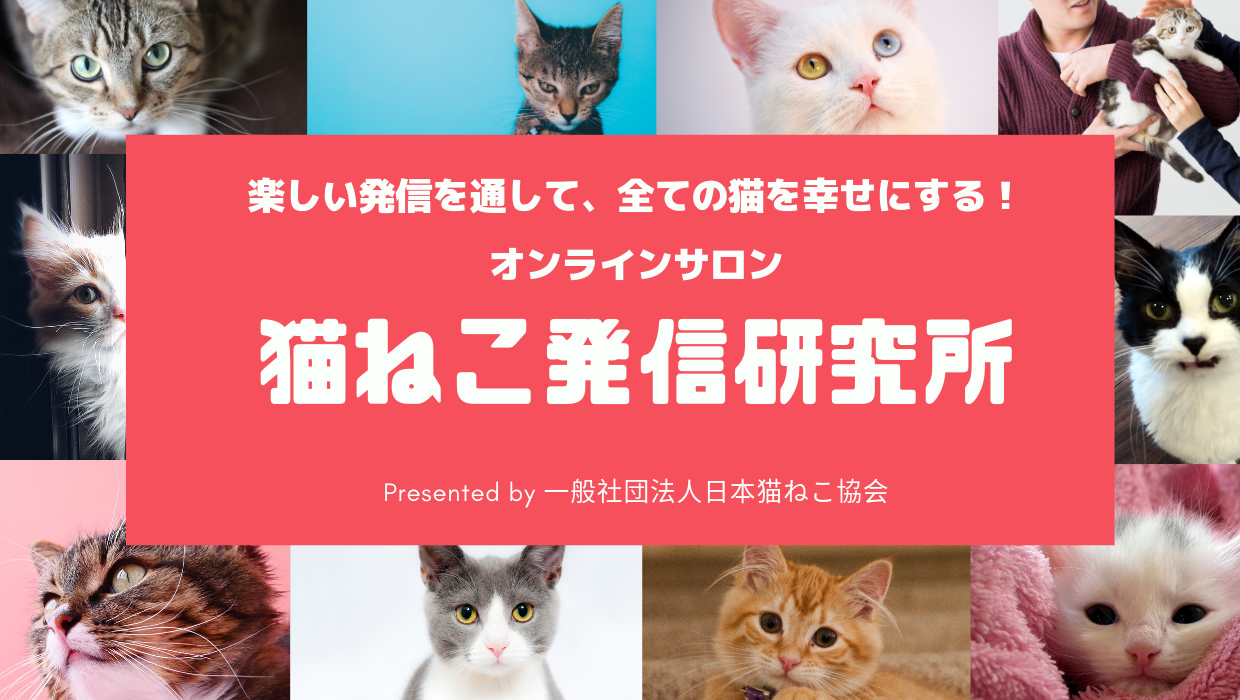 猫ねこ発信研究所 オンラインサロン をオープンしました 日本猫ねこ協会