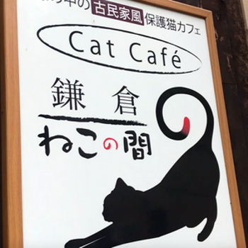 鎌倉の保護猫カフェ ねこの間 で猫まみれ 第１回猫カフェオフ会 鎌倉レポ 日本猫ねこ協会