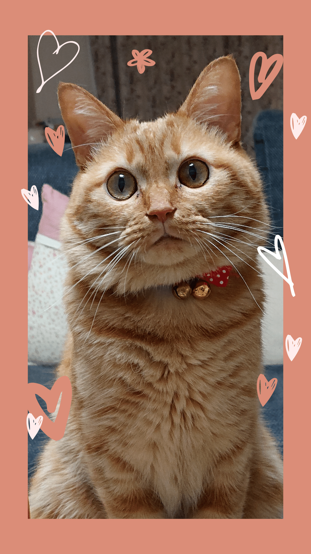 フォトコンテスト2020 - 日本猫ねこ協会