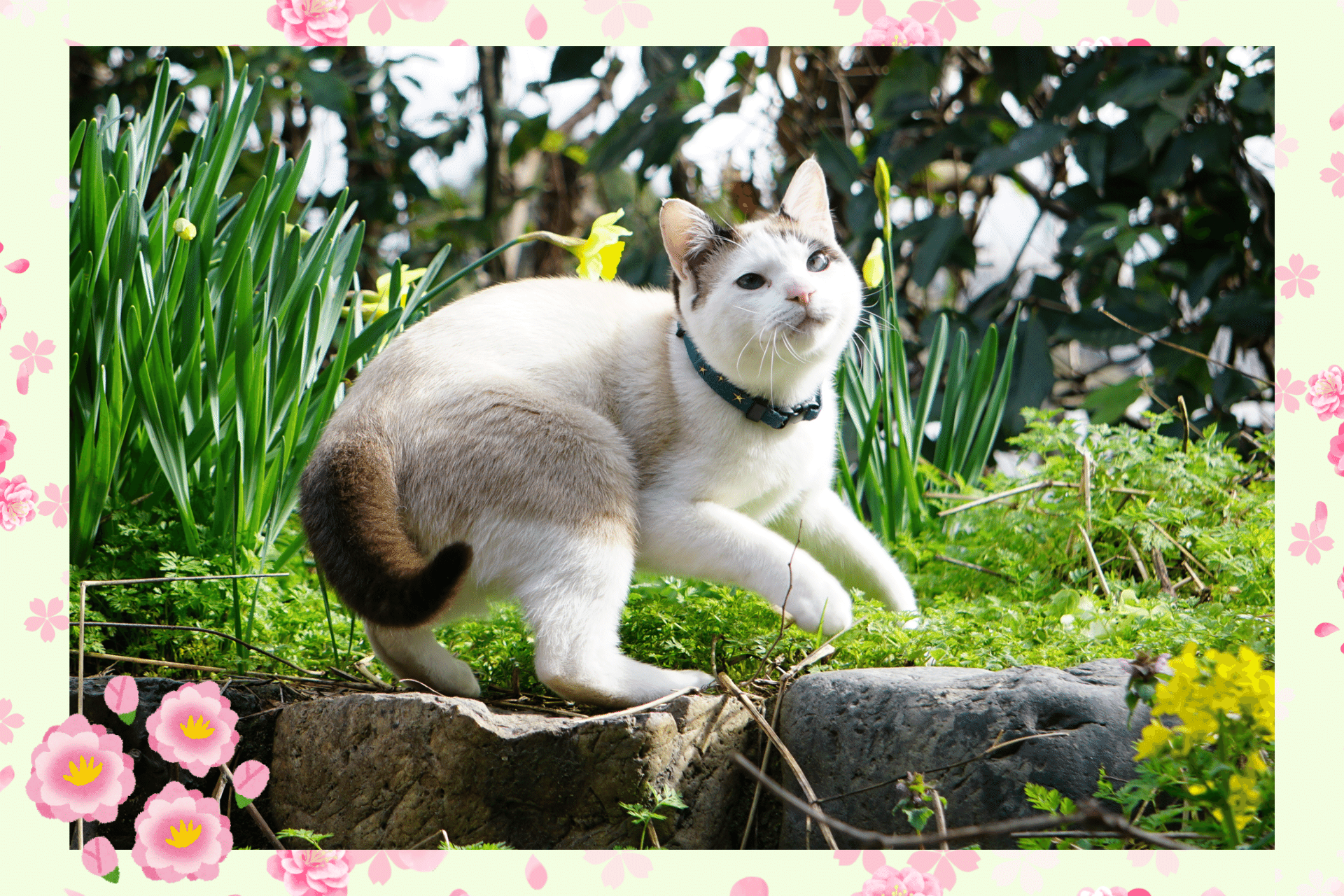 フォトコンテスト 日本猫ねこ協会