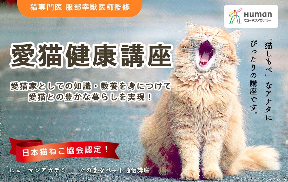 トップページ 日本猫ねこ協会