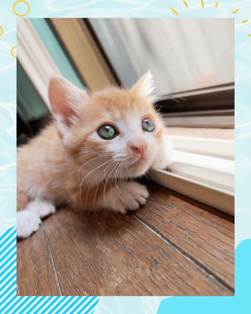 フォトコンテスト22 日本猫ねこ協会