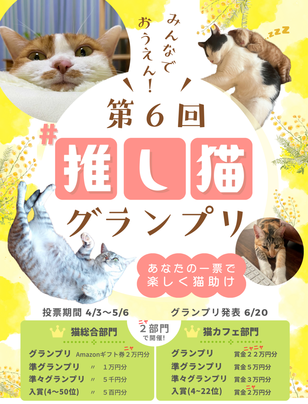 第6回#推し猫グランプリ - 日本猫ねこ協会